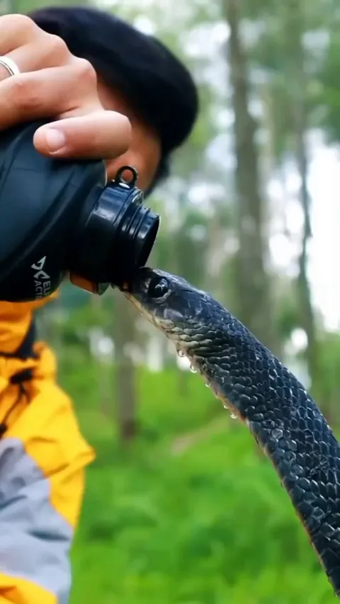 Man giving water to a snake