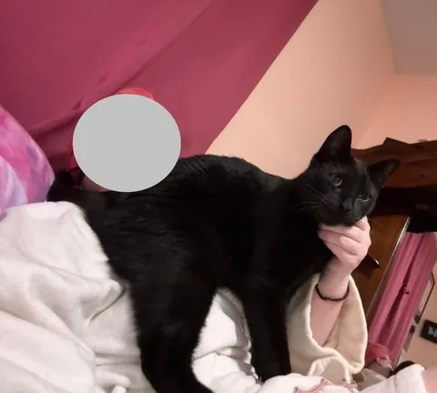 Toblerone was returned to the shelter for being “too needy”, but we love his neediness🖤