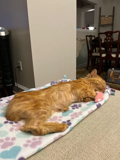 Melissa’s transformation from street cat to bougie cat