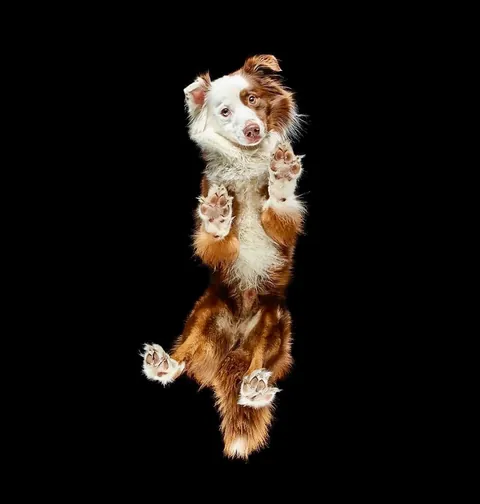 🔥 Bottoms Up: Discovering the Underside of the Animal Kingdom