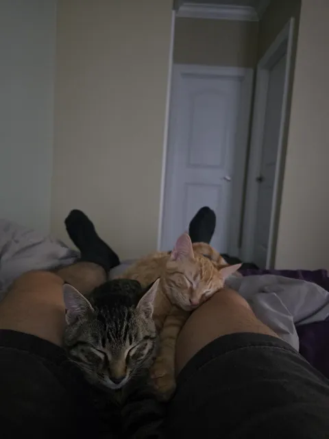 These dudes shredded my shower curtain but I cant stay mad at them for long.