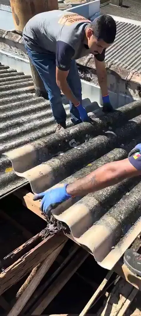 Hundreds of bats hide under an abandoned house's roof.