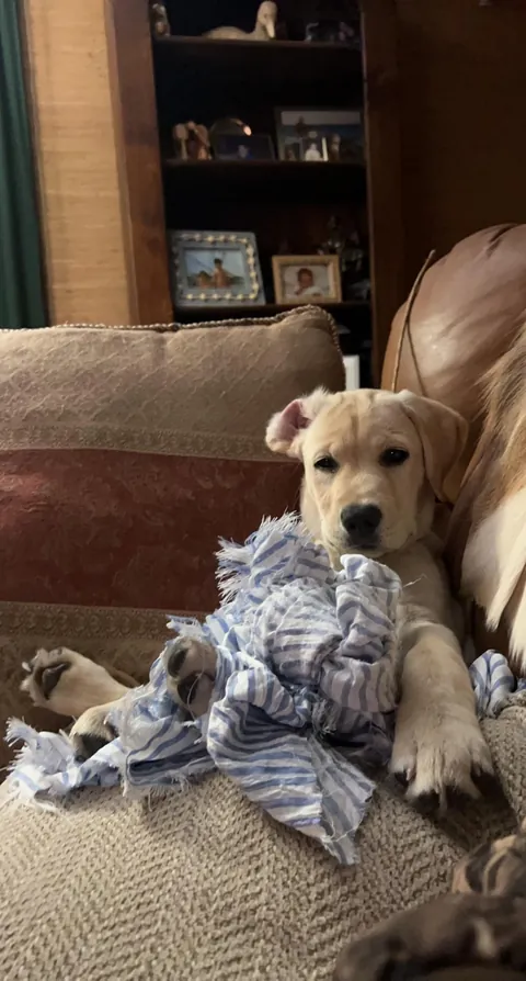 Some pics of my pup throughout her life so far