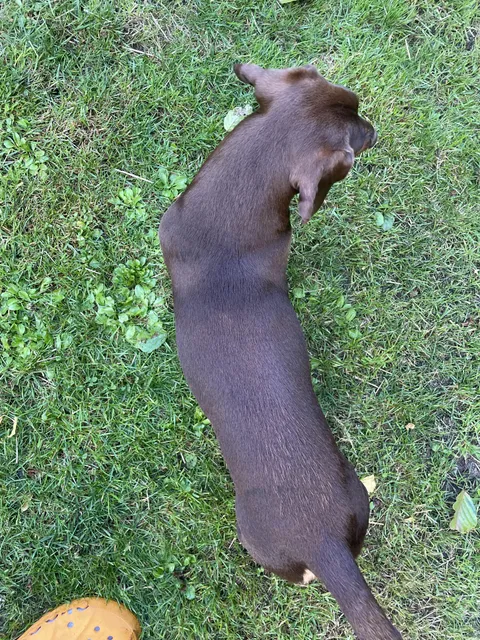 Anybody else’s dog got a tanline from their harness ?