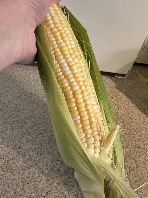 My corn grew a little corn on the cob