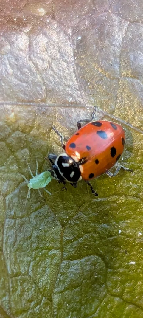 Ladybug sucking the insides out of an aphid on my romaine lettuce this morning.