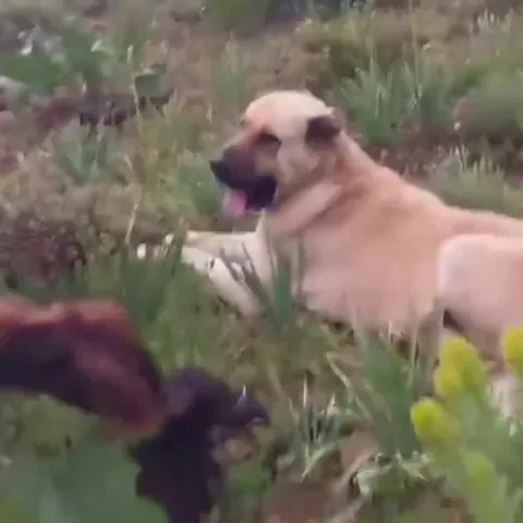 The dog that was thought to have been lost for 2 days was protecting the newborn sheep