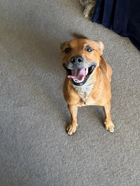 This is my cuddle monster Hector. His chin is on my shoulder as I post this