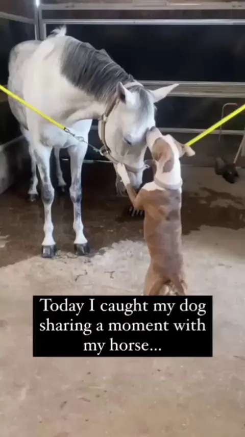 Dog Grooming The Horse