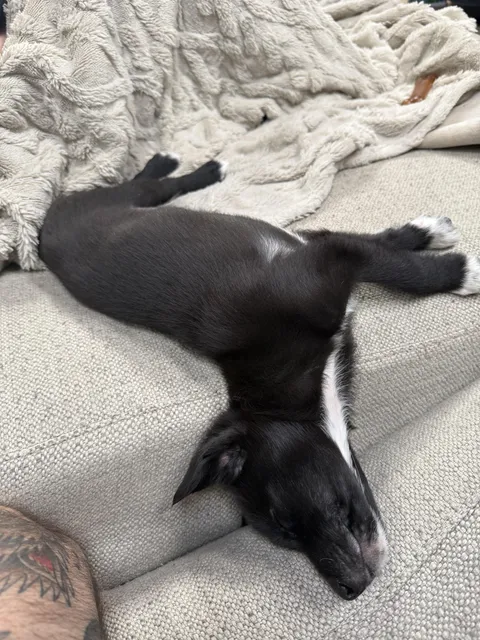 To be young again! My 8.5 week rescue, Rowdy, unbothered by poor posture, wiped out from chasing ice cubes on the floor.