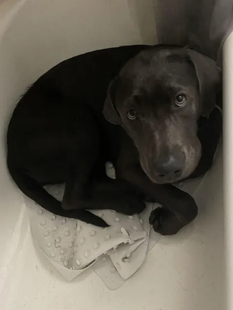 Hurricane Francine Zero Stars. Do not recommend. 