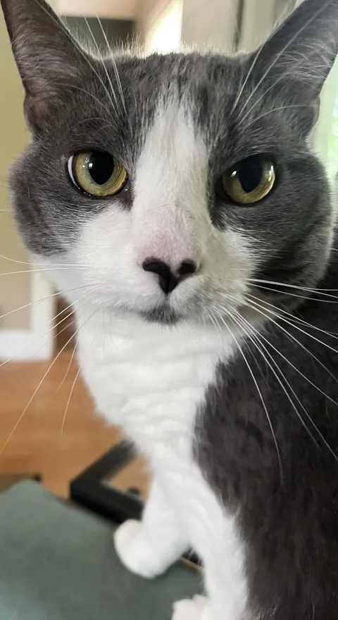 My friend’s cat with a heart shaped nose!