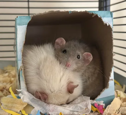 In Loving Memory of President Link 💔