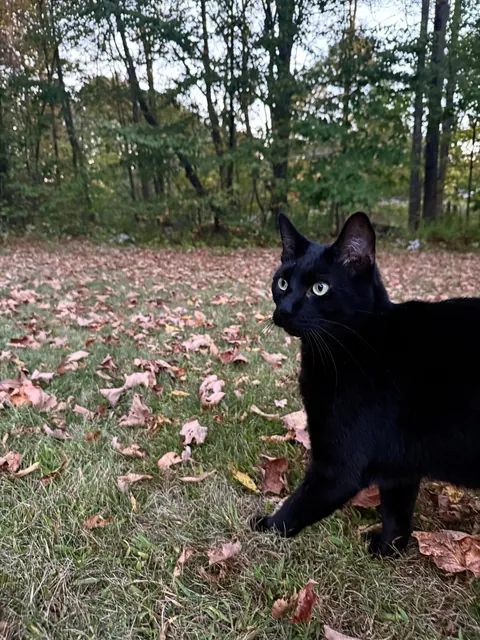 some supervised outdoor time with noodle