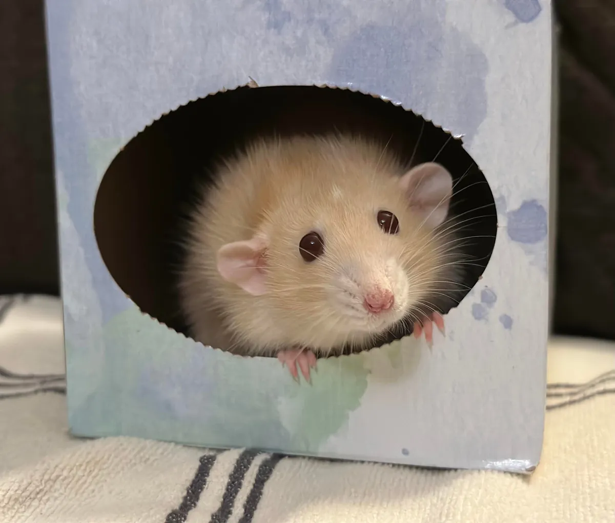 It’s Naga’s birthday! 🎉