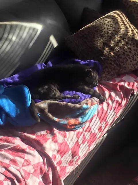 Saying goodbye to my first born feline son tomorrow after 10 years together