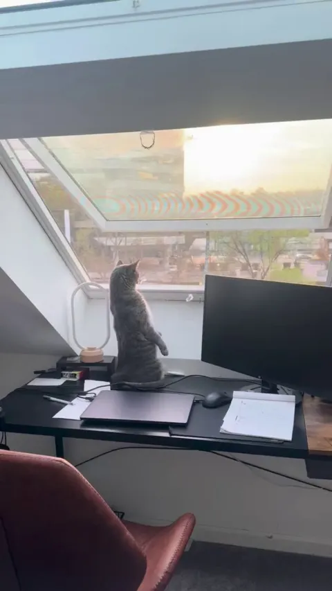 Found my little lady looking out the window on this beautiful day