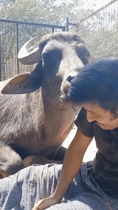 *Lick* "You are a good headrest"