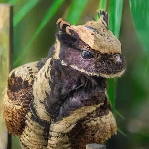🔥 The Great-eared nightjar.