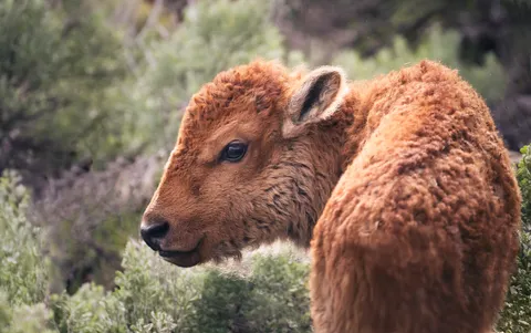 A fluffy baby bison in Yellowstone 🥹