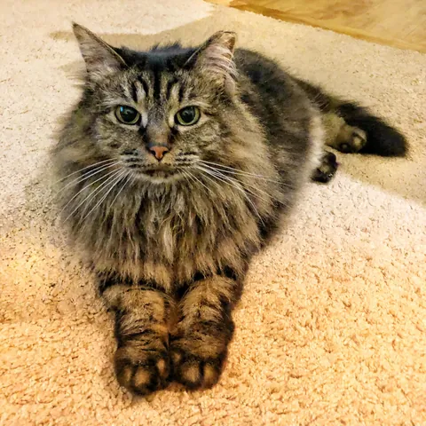 It’s been a month since I lost my 16yo.