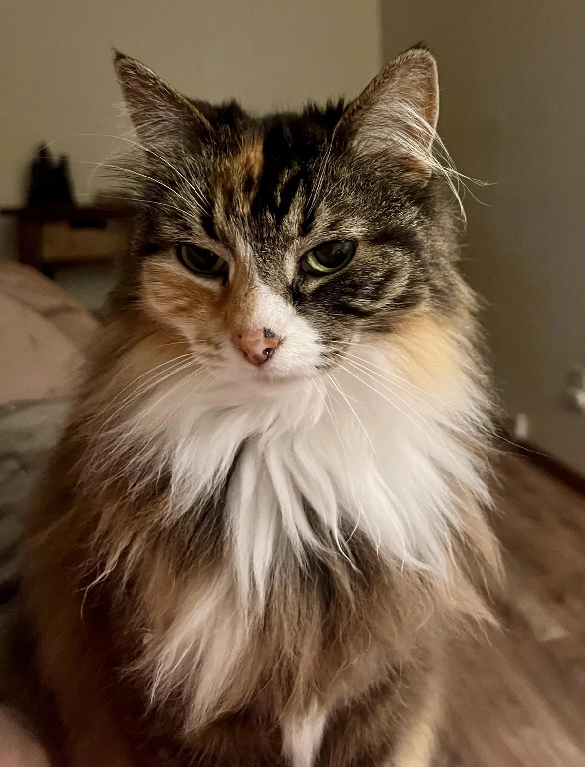 I am very ill. Is my cat upset or is something else going on?