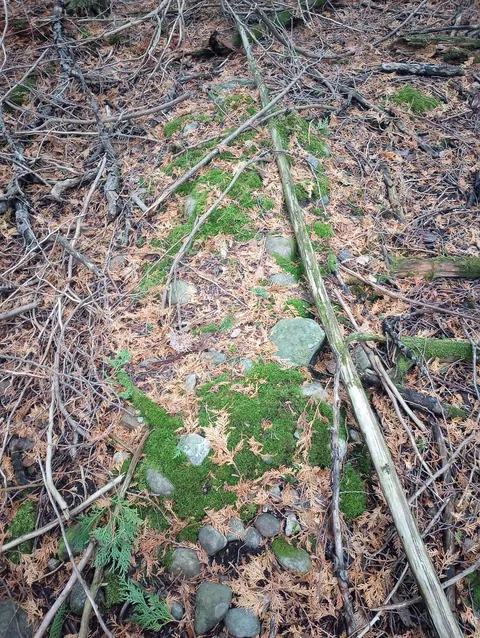 I think I found an unmarked grave