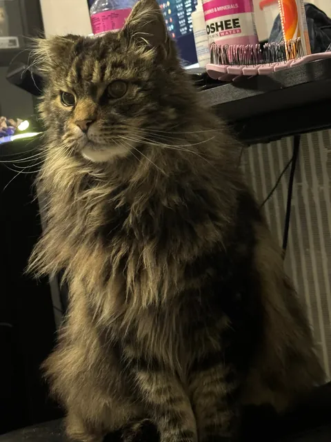 Lost my childhood beautiful boy and I couldn't even say goodbye because I'm at a college far away from home