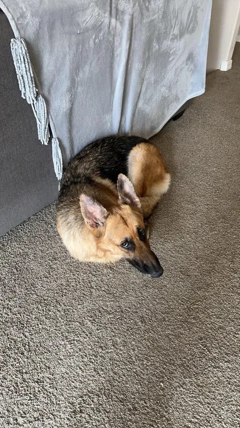 Her name is Harley, and I love when she curls up like this