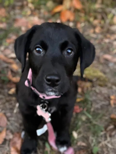 Meet miss Lilly! 11 weeks old!