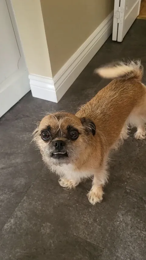 Just gave Mabel a haircut and I think she's feeling pretty.