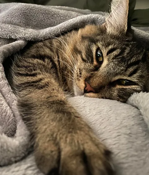 Today my boy passed away due to cancer.