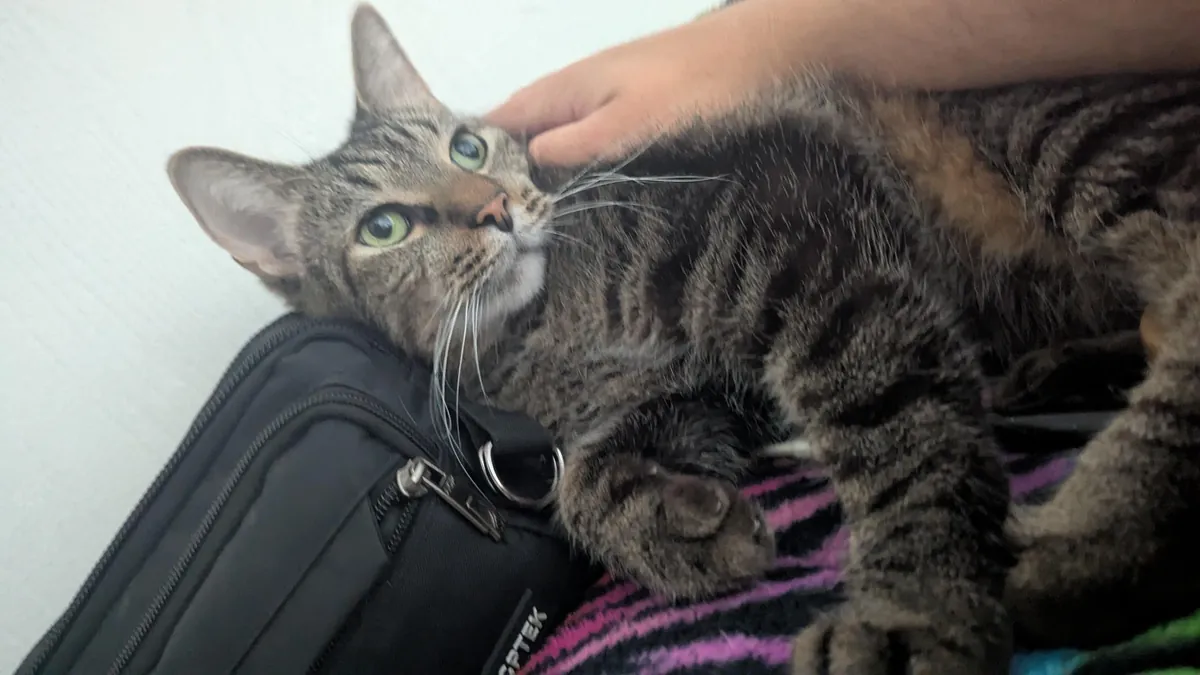 How do I rehome a cat? I don't want to, I love him, but I'm going to be homeless in a few days.