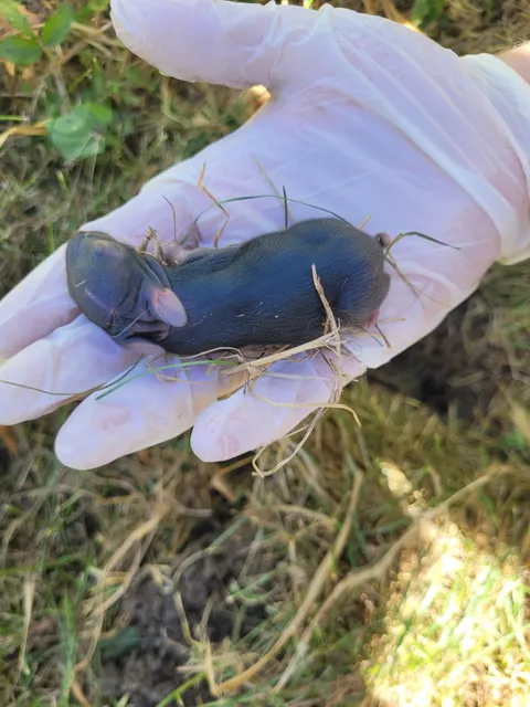 Is dogs found these in our yard. Is anybody have an idea of what they are?