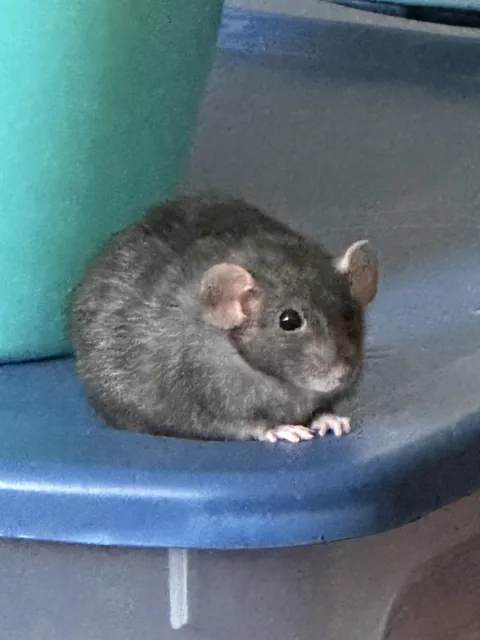 Let me see your roundest rat