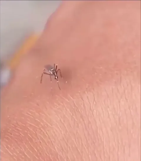 Using CRISPR technique, scientists can genetically modify mosquitoes by disabling a specific gene in females rendering them unable to pierce human skin.