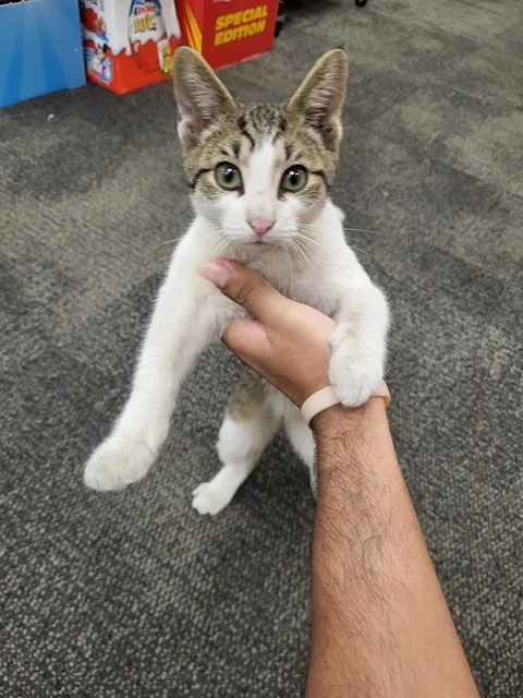 Help! Stray cat in my Store