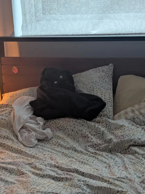 Thought this was one of our black cats earlier...