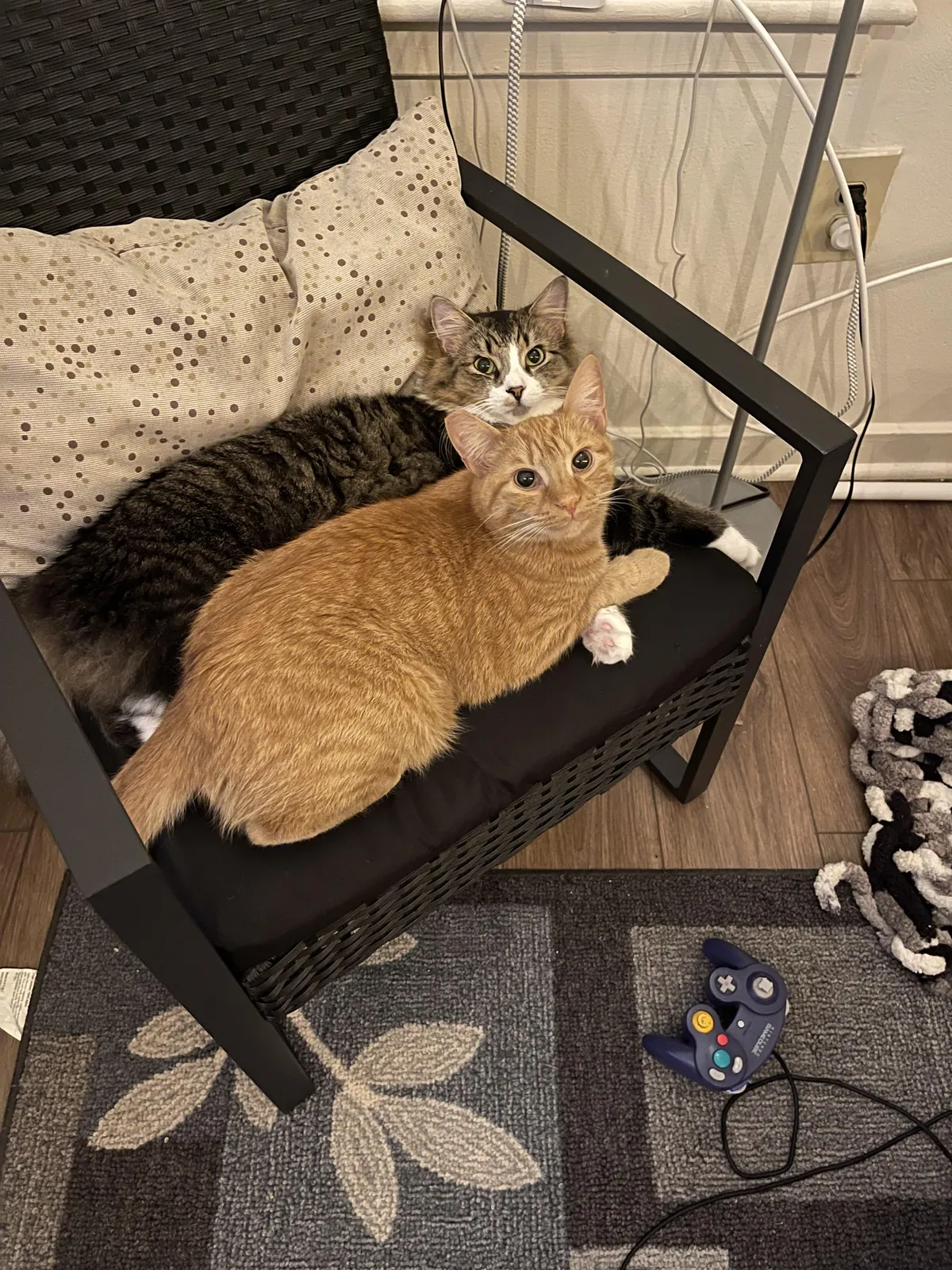 Question for people with multiple cats