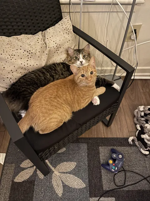 Question for people with multiple cats