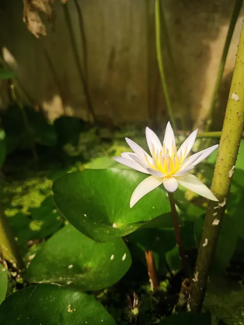 My lotus &amp; water lily bloomed together today