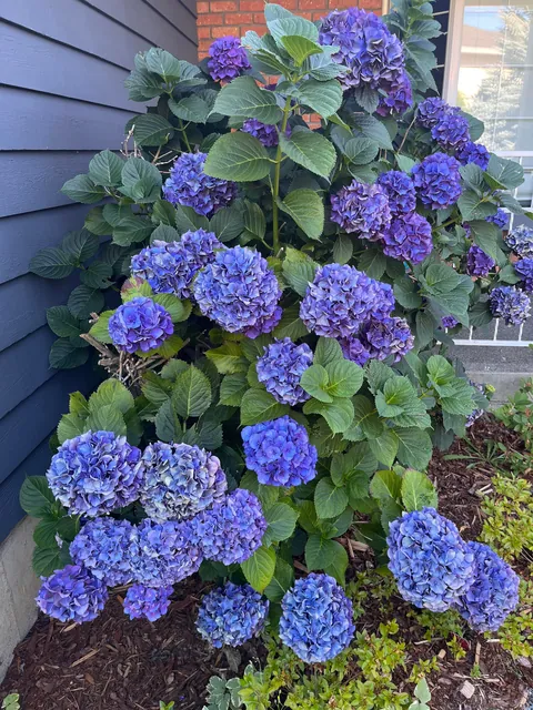 My hydrangea is in full bloom!