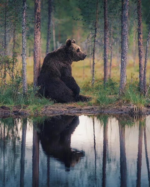 🔥 Bear in the Finnish wilderness (photo Konsta Punkka) 🔥