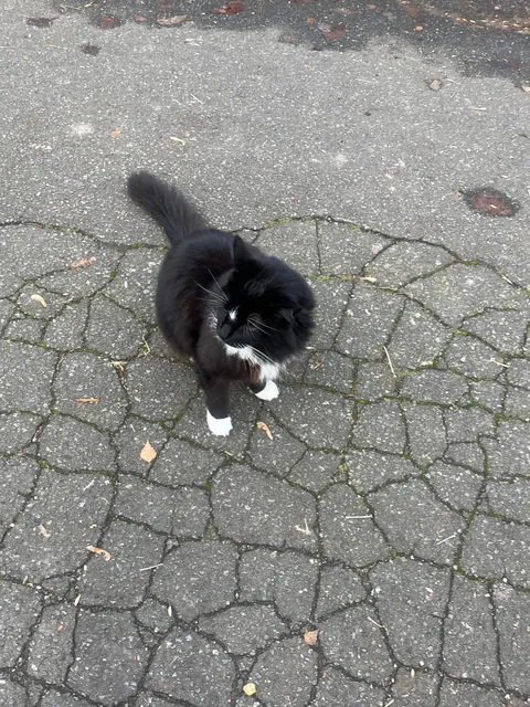 A gentleman. Is he adorable?