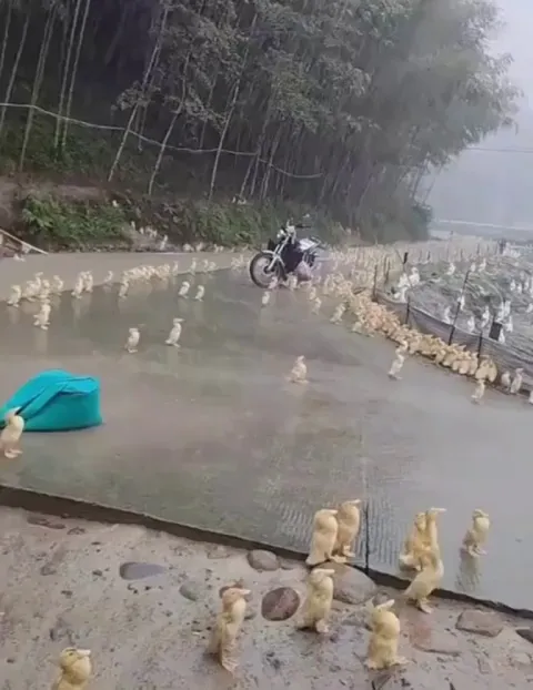 ducks stay still in the rain as a natural behavior