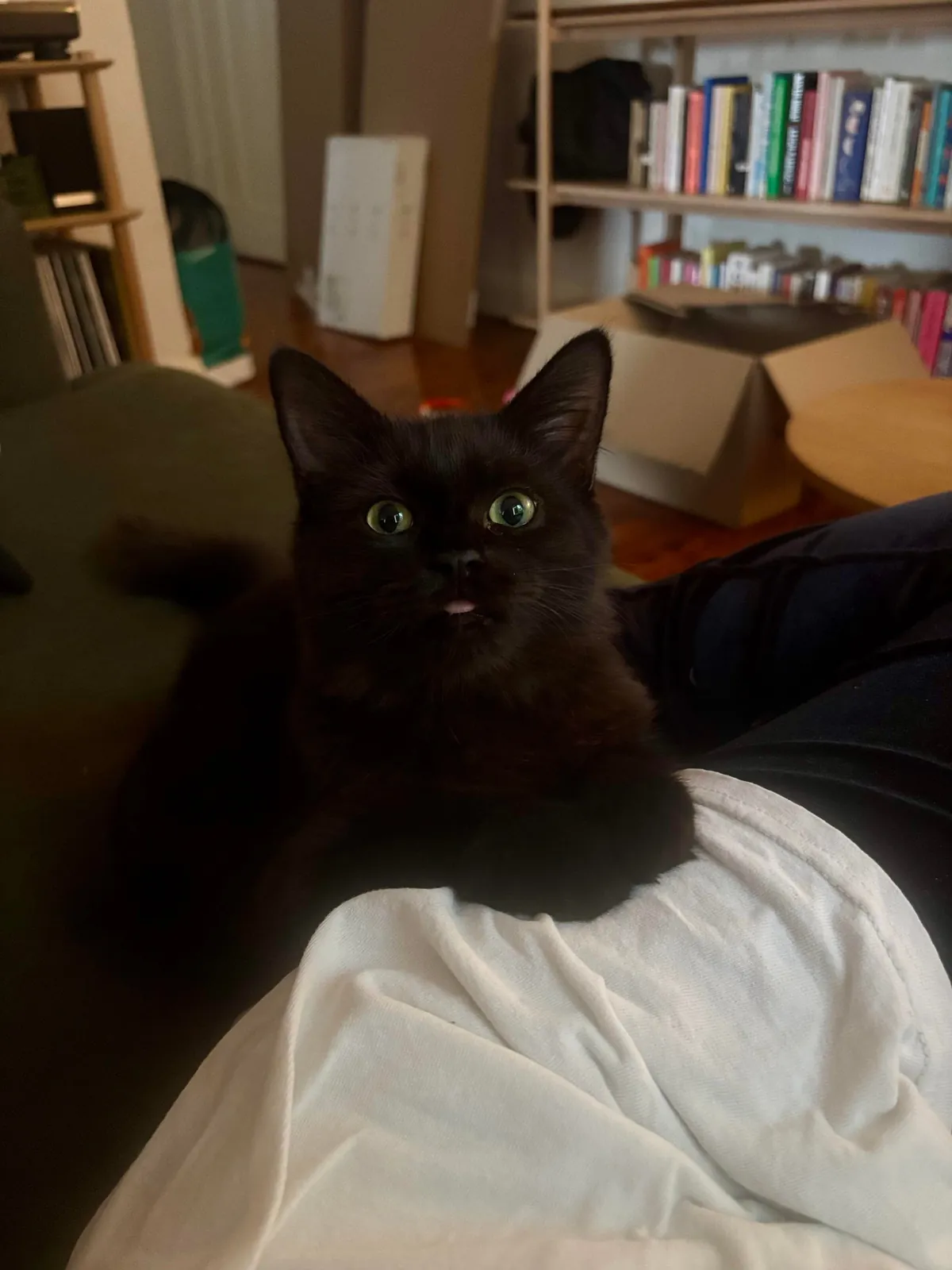 Our new lil man Squid