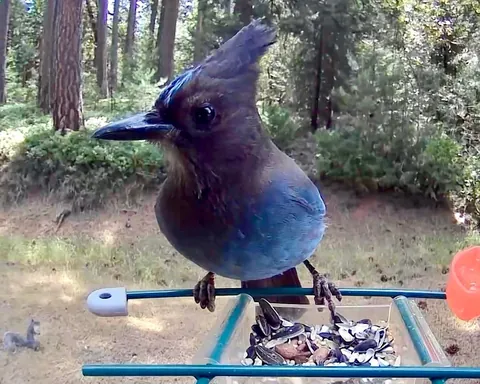 My camera bird feeder got knocked over last night. Surveillance footage has narrowed it down to six suspects...