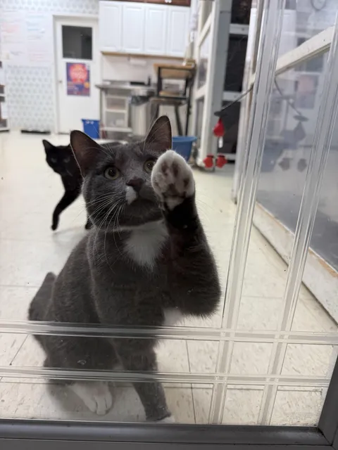 Norman from our cat shelter pawing at the door as we left after cuddling with him (good news- he got adopted the next day!)