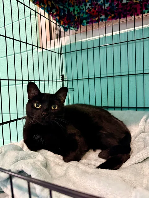 In honor of Halloweekend, here are all the black cats at the shelter I volunteer with.