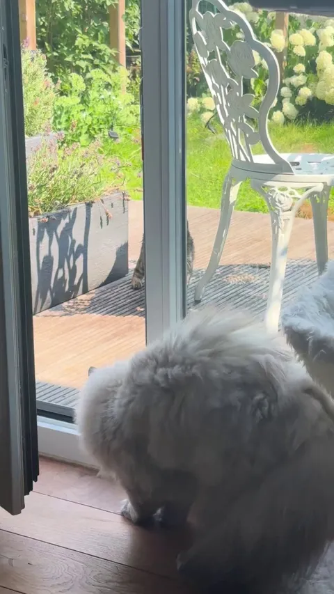 Stray cat with messed up back legs keeps coming to eat at my place